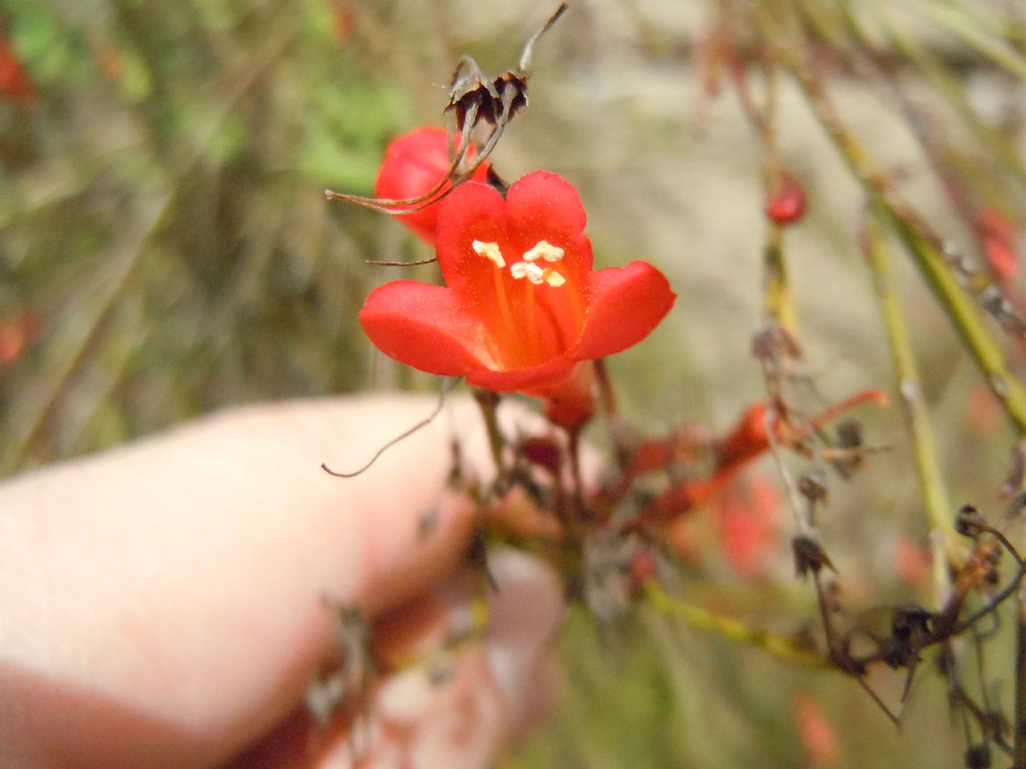 Russelia equisetiformis